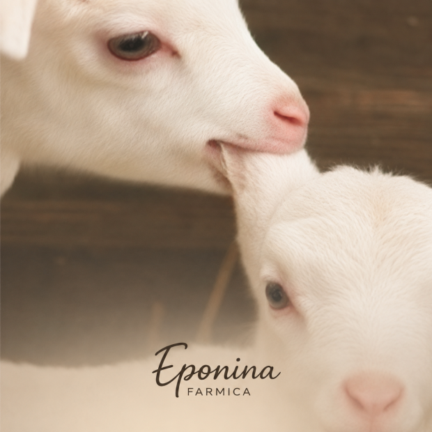 eponinafarmica